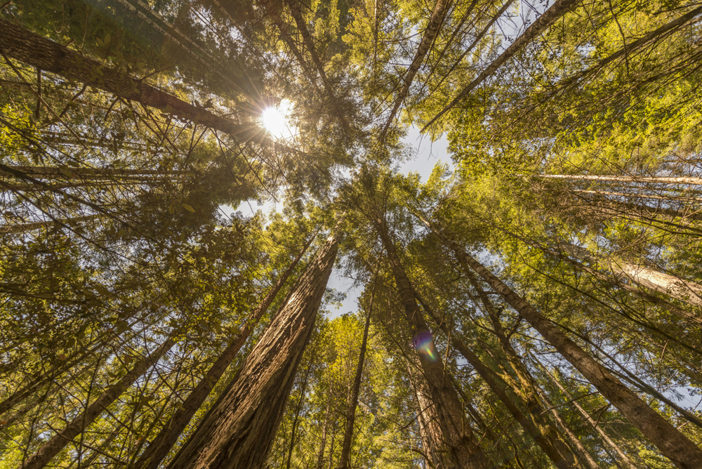 10 best photography spots in Northern California